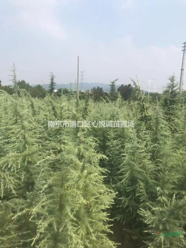 南京1米5雪松價格批發(fā)數(shù)量