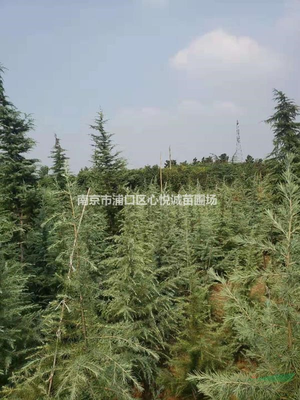 南京1米5雪松價格批發(fā)數(shù)量