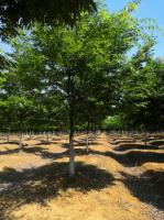 安徽合肥供应榉树、红榉