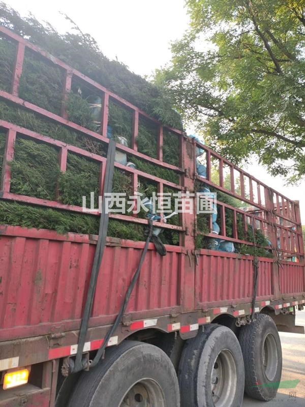 1米高白皮松種植與管理，白皮松一年澆幾次水，白皮松種植基地