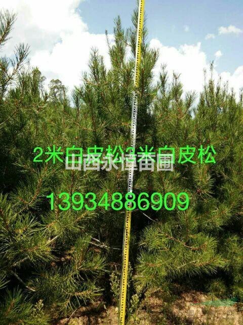 1米高白皮松種植與管理，白皮松一年澆幾次水，白皮松種植基地