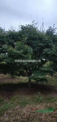 浙江雞爪槭/嵊州雞爪槭/浙江紅楓/嵊州紅楓/紅楓供應