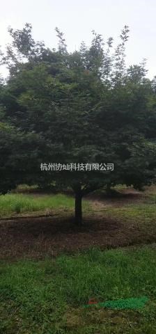 浙江雞爪槭/嵊州雞爪槭/浙江紅楓/嵊州紅楓/紅楓供應