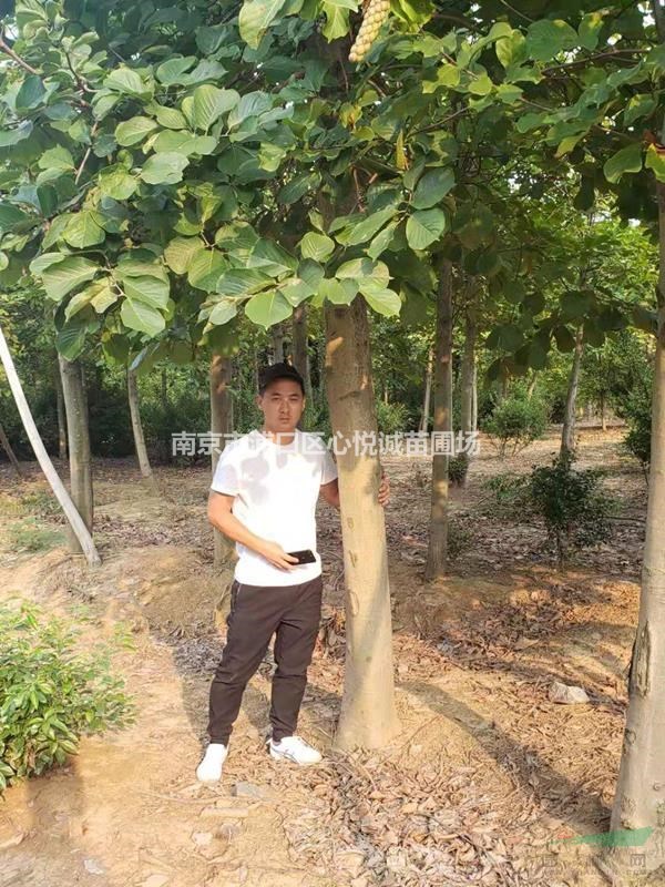 12公分白玉蘭價(jià)格變化一覽