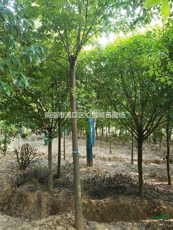 產(chǎn)地5公分8公分櫸樹近期價格展示