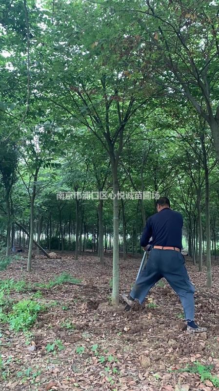 產(chǎn)地5公分8公分櫸樹近期價格展示