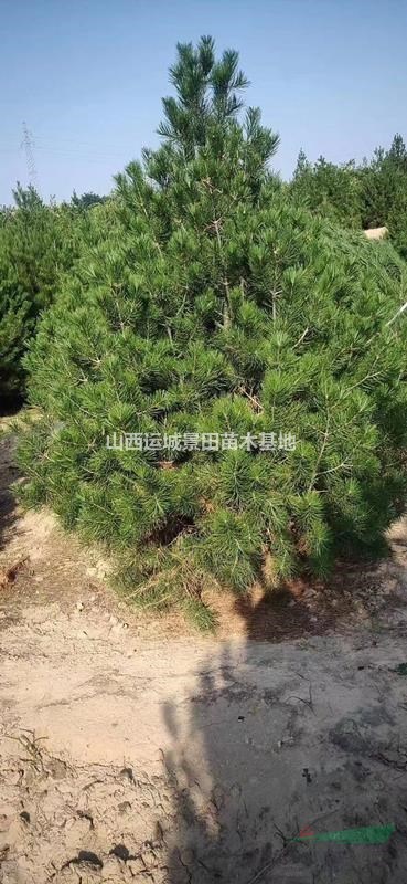3米白皮松多少錢一株？哪里有2米5白皮松？山西白皮松基地