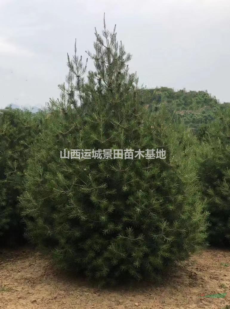3米白皮松多少錢一株？哪里有2米5白皮松？山西白皮松基地