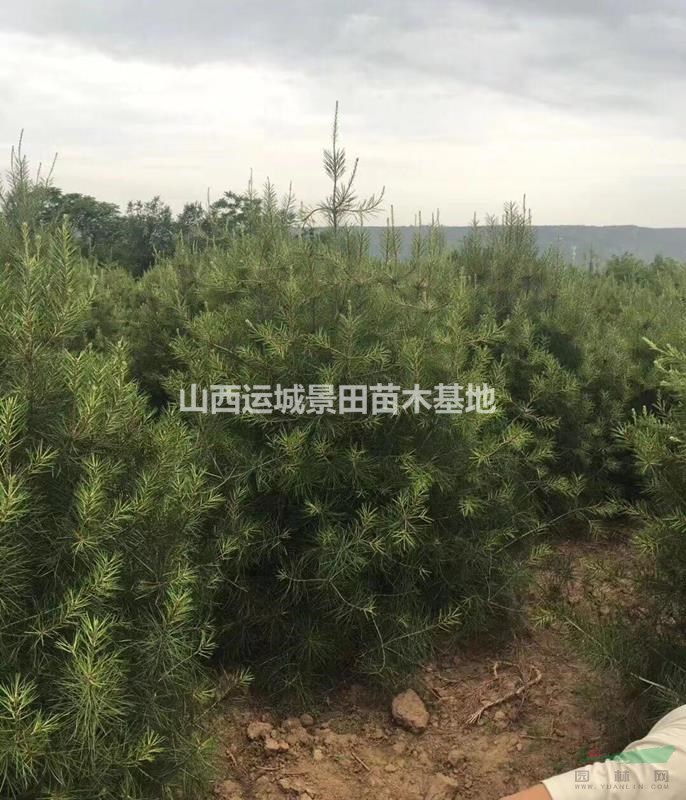 白皮松基地，營養杯白皮松小苗，占地白皮松，精品白皮松
