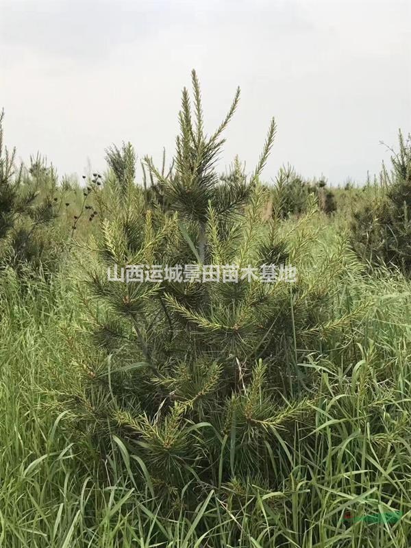 白皮松基地，營養杯白皮松小苗，占地白皮松，精品白皮松