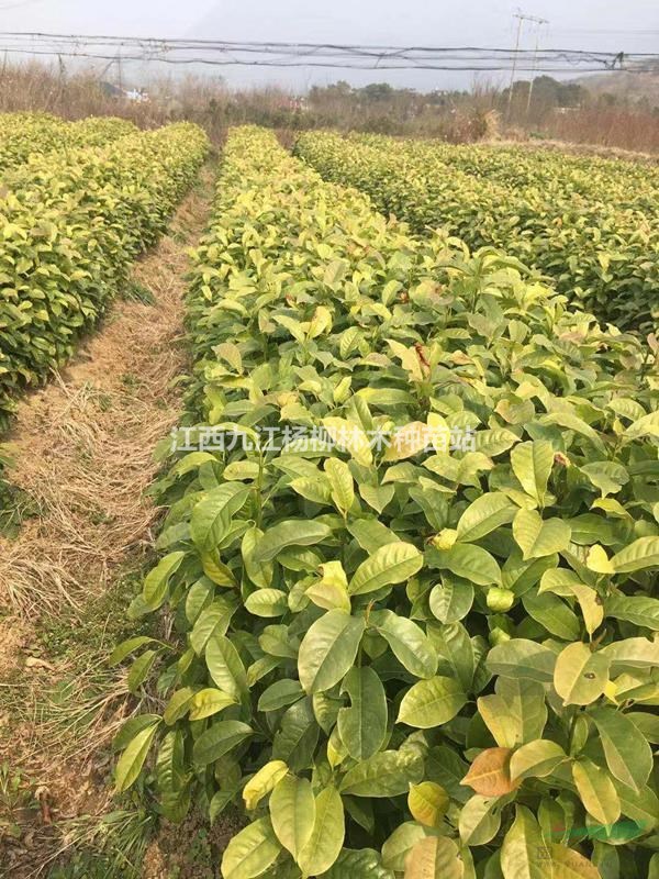 樂昌含笑小苗產(chǎn)地供貨價(jià)格 江西樂昌含笑小苗批發(fā)