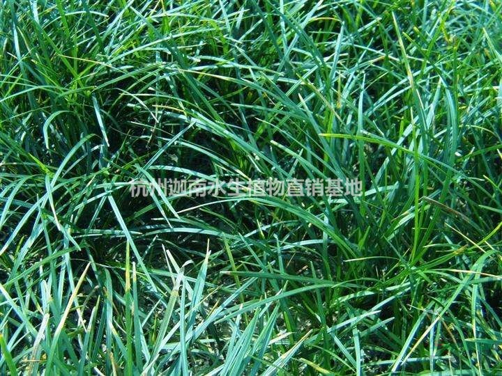 供應麥冬草矮麥冬金邊麥冬玉龍草