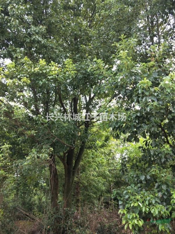 浙江长兴长兴林城红子苗木品种多齐全，批发价