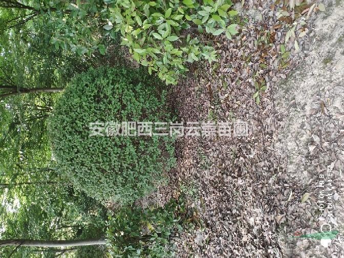 供應(yīng)安徽合肥海桐球、紅葉石楠球和紅花繼木球等