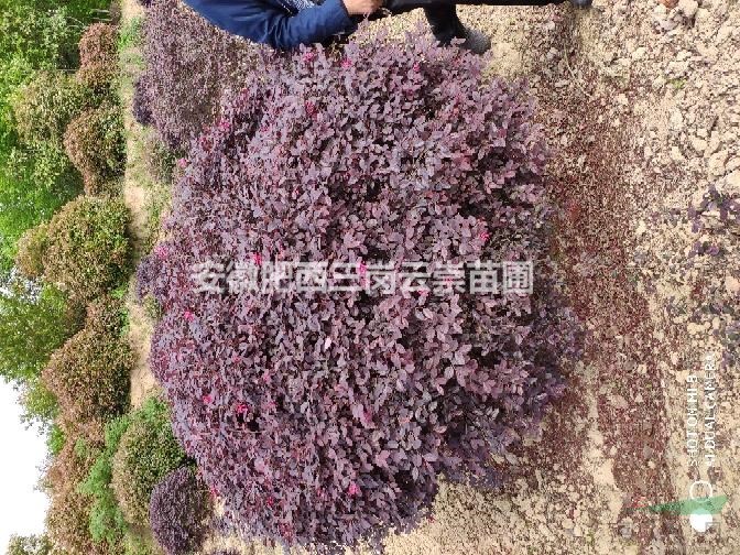 供應(yīng)安徽合肥海桐球、紅葉石楠球和紅花繼木球等