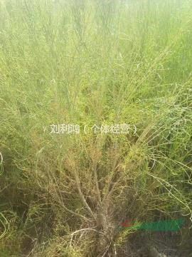 梭梭苗培育種植，獨(dú)桿梭梭苗，二年生平茬梭梭苗，多分枝梭梭苗
