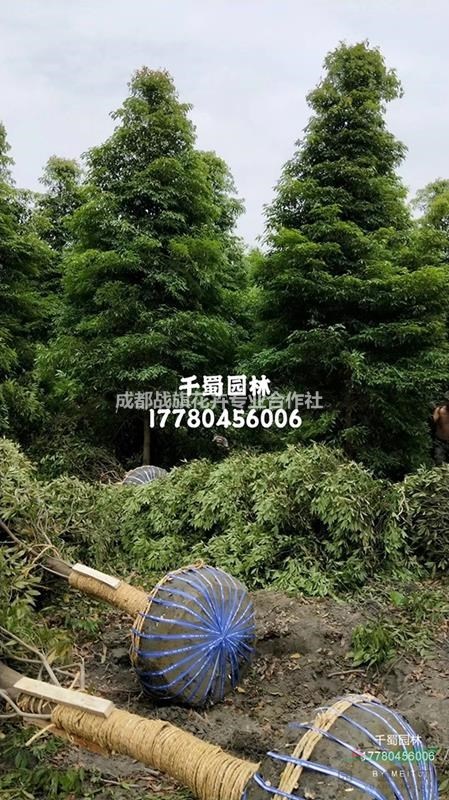成都楨楠基地銷售  楨楠移栽苗  15-20公分小葉楨楠