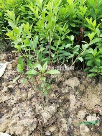 杜鵑小毛球哪里有找治維苗圃