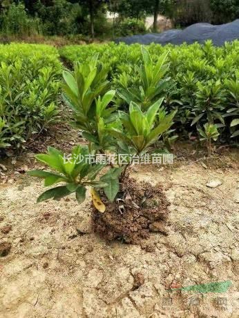 杜鵑小毛球哪里有找治維苗圃