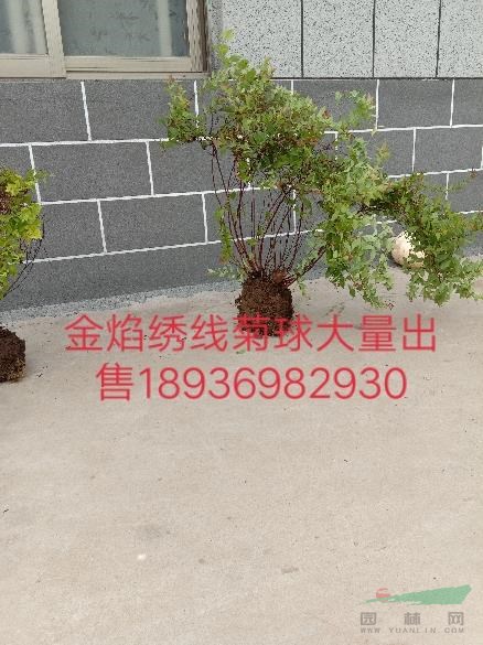 金焰繡線菊小苗，金焰繡線菊基地，繡線菊價(jià)格，繡線菊?qǐng)D片，繡線