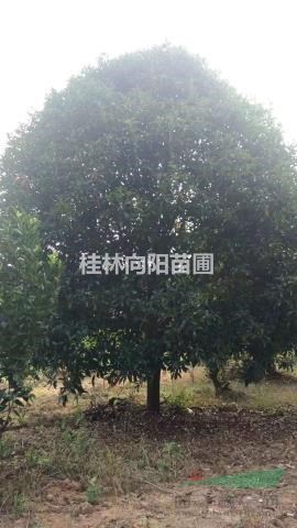 桂花