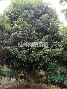 桂花