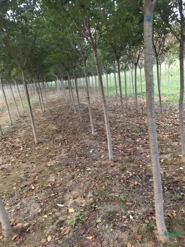 歡迎新老客戶前來考察適應(yīng)。山東青島茂盛園林高桿櫻花苗木基地。