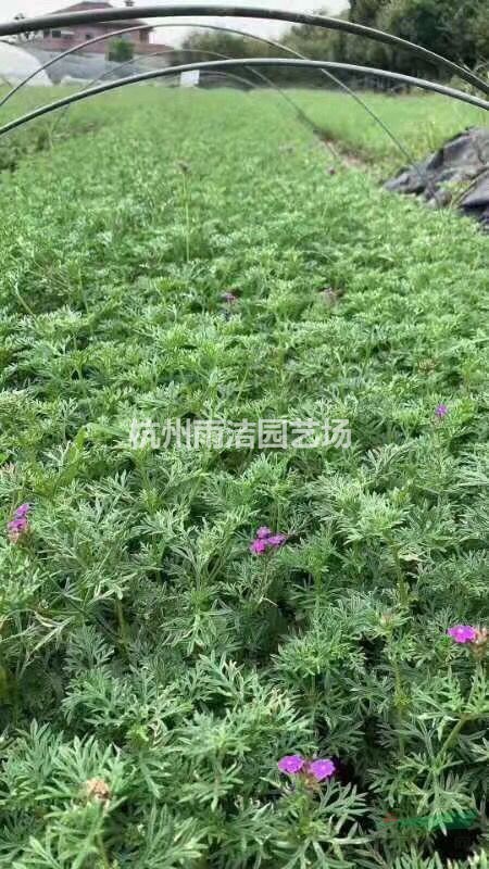 月見(jiàn)草，美女櫻，金葉蕕，粉黛亂子草，血草，墨西哥鼠尾草