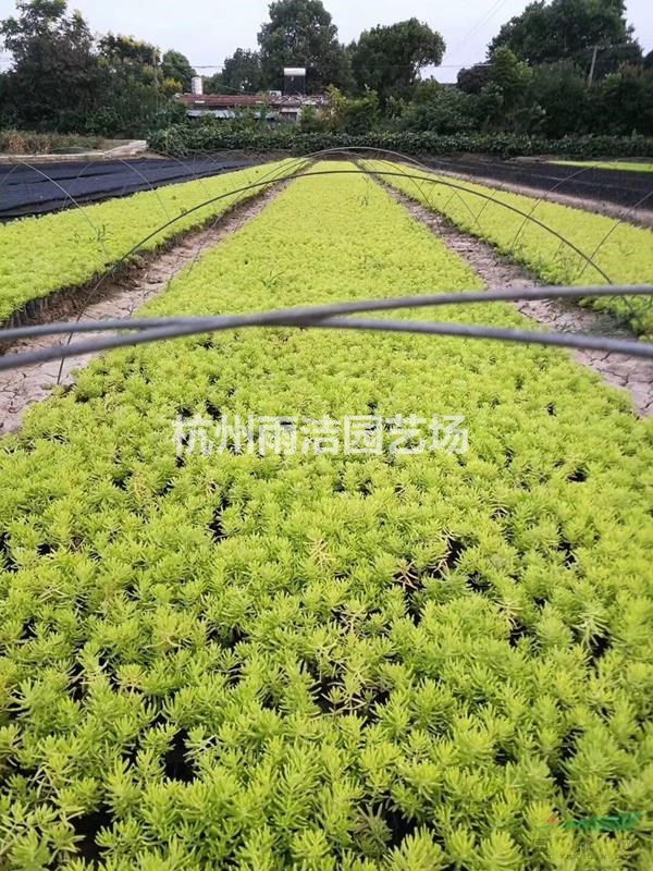 基地直銷：鴨跖草，翠蘆莉，金葉佛甲草。草花水生大基地