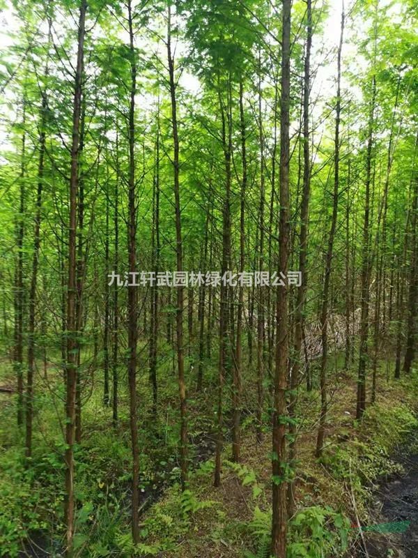 九江供應(yīng)大量水杉 如圖所示