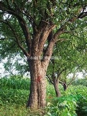 ·江蘇南京15公分精品白玉蘭價格 12公分白玉蘭價格