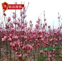湖南銷售地徑8公分桂花價(jià)格 2.5米冠桂花價(jià)格