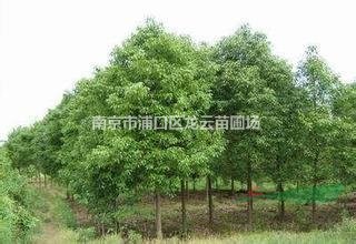 湖南銷售地徑8公分桂花價(jià)格 2.5米冠桂花價(jià)格
