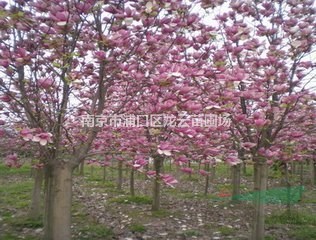 南京湯泉2公分3公分4公分5公分紅玉蘭價格