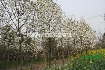 安徽精品15公分香樟大量供應(yīng) 18公分香樟價(jià)格