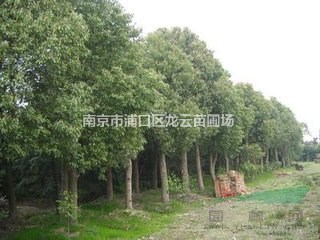 安徽精品15公分香樟大量供應(yīng) 18公分香樟價(jià)格