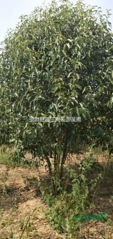 叢生大葉女貞  精品叢生女貞