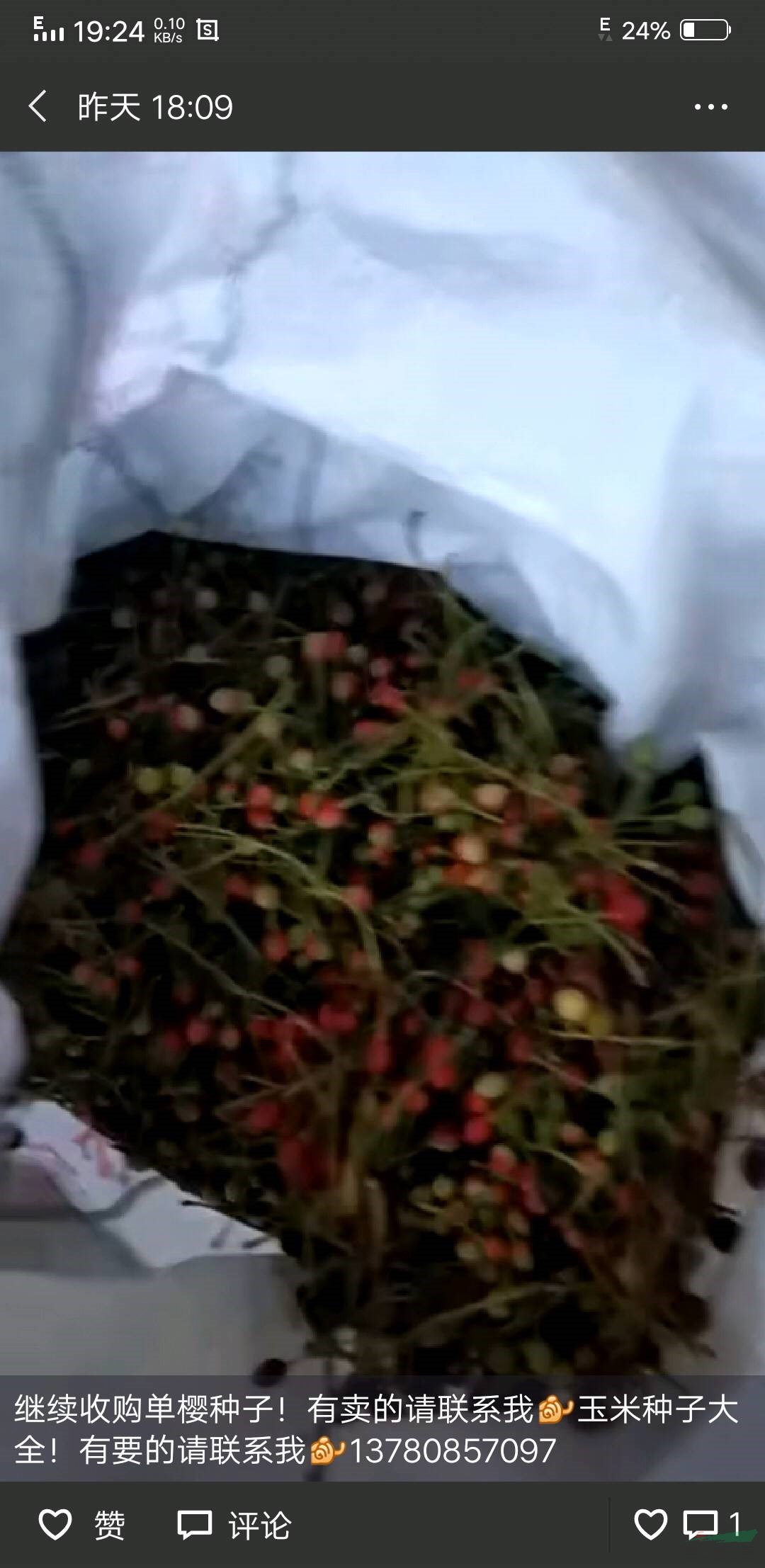 山東省青島櫻花,紫薇開挖