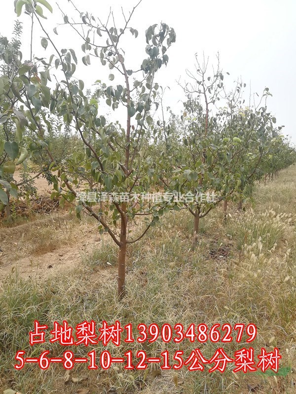 出售10公分梨樹=10公分玉露香梨樹多少錢一棵