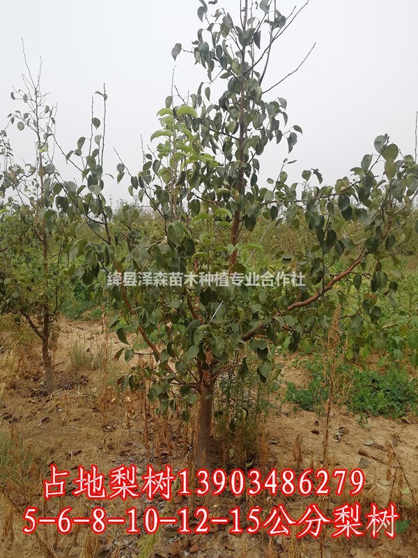 出售10公分梨樹=10公分玉露香梨樹多少錢一棵