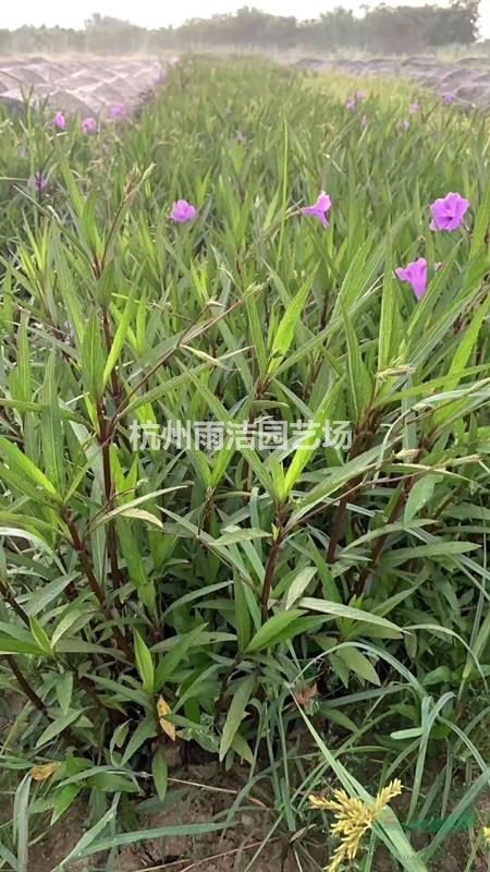 基地直銷供應(yīng)：紫播美女櫻，翠蘆莉，血草，粉黛亂子草