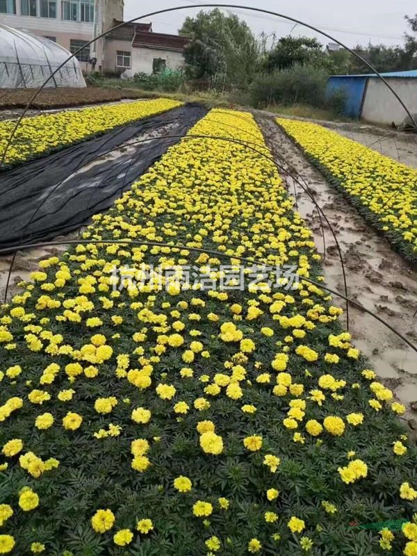 全國水生植物草花基地萬壽菊，矮牽牛，四季海棠