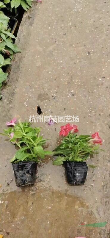 全國水生植物草花基地萬壽菊，矮牽牛，四季海棠