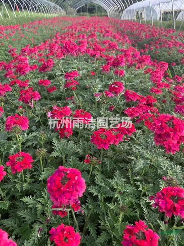 基地直銷供應二月蘭，波斯菊，大花金雞菊，紫花地丁