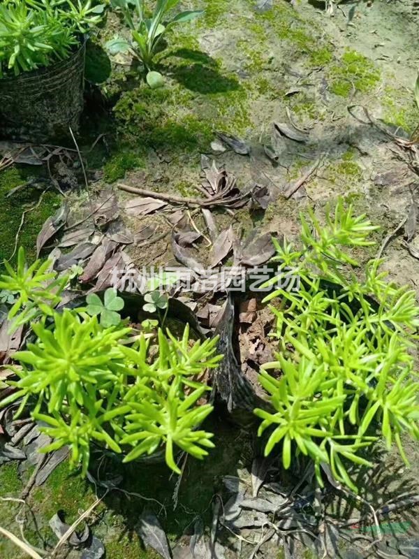 哪有有草花水生植物基地大量供應(yīng)佛甲草，德國景天，八寶景天
