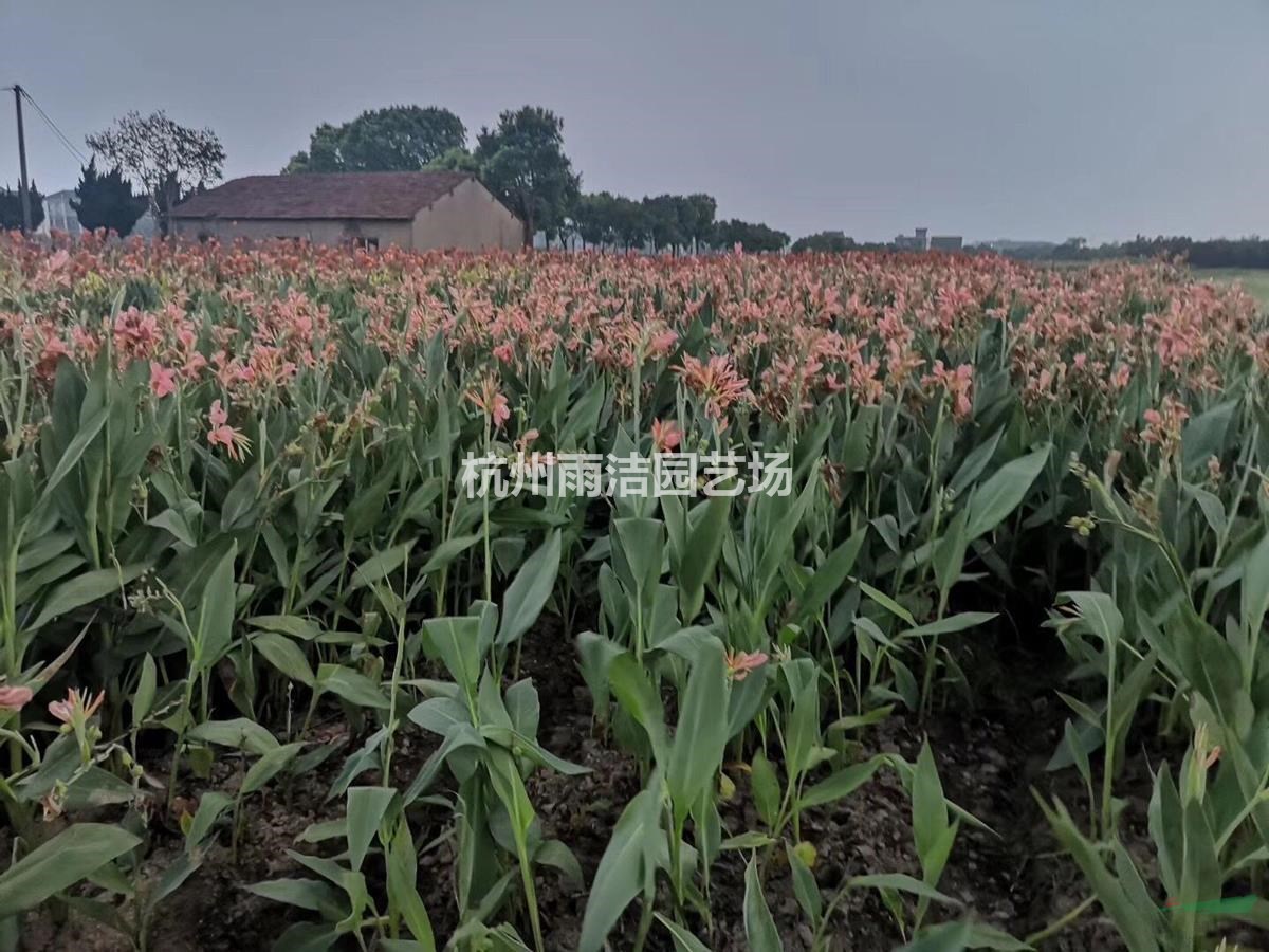 全國(guó)專業(yè)水生植物基地：各色美人蕉，海量供應(yīng)，水生植物基地直銷