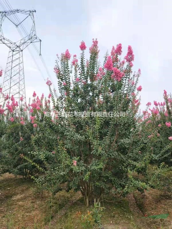 供應(yīng)叢生紫薇  溫江基地直銷紫薇、種植戶紫薇、紫薇照片 