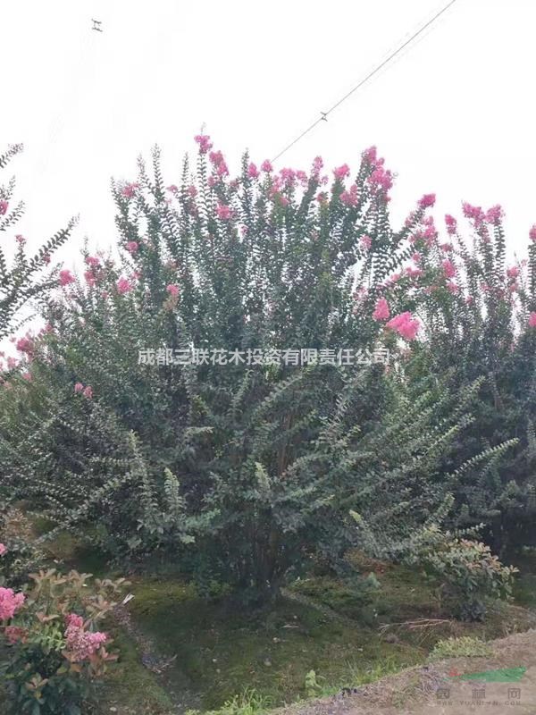 供應(yīng)叢生紫薇  溫江基地直銷紫薇、種植戶紫薇、紫薇照片 