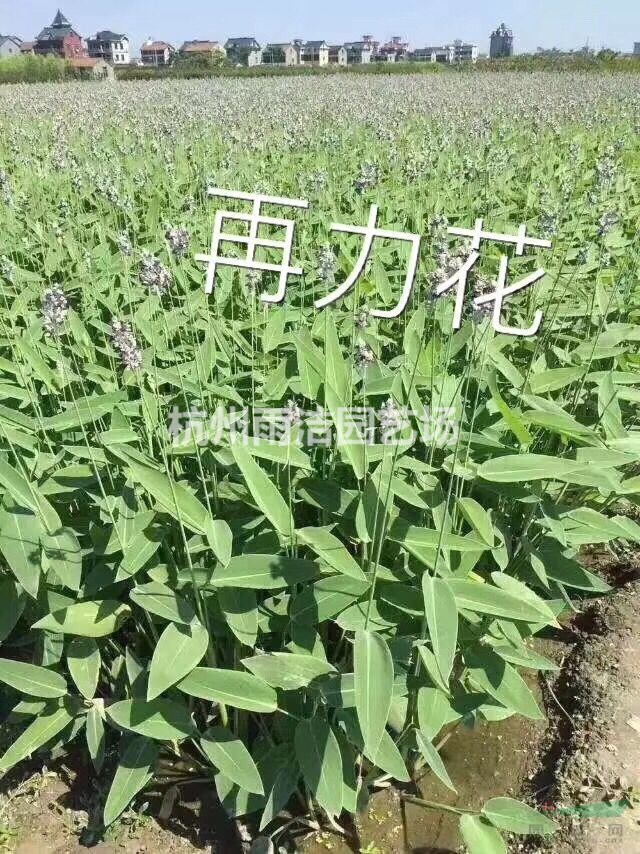 大量供應(yīng) 黃菖蒲 ，香蒲，花葉蘆竹 等水生植物