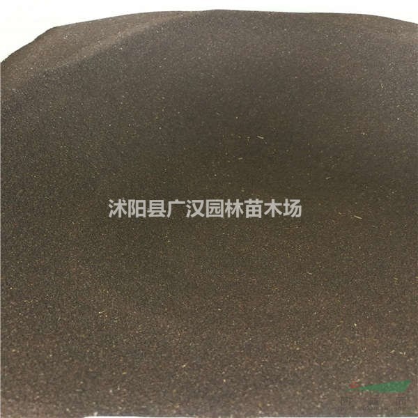 供應(yīng)冰島虞美人種子大量批發(fā)自產(chǎn)自銷